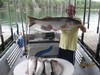 (07/22/2015) - Nice Striped Bass